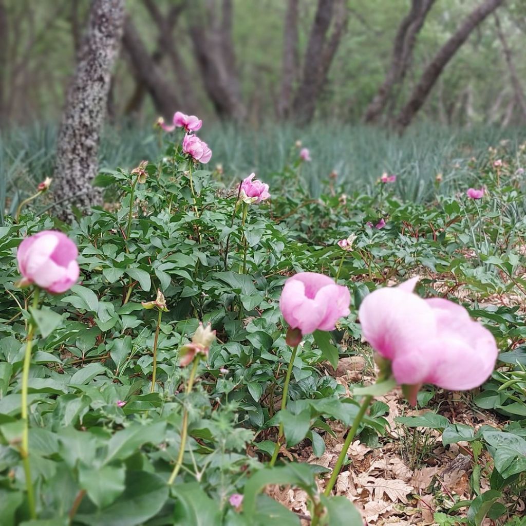 Peonias-Valle-Alcudia-Sierra-Madrona-Esternatureco