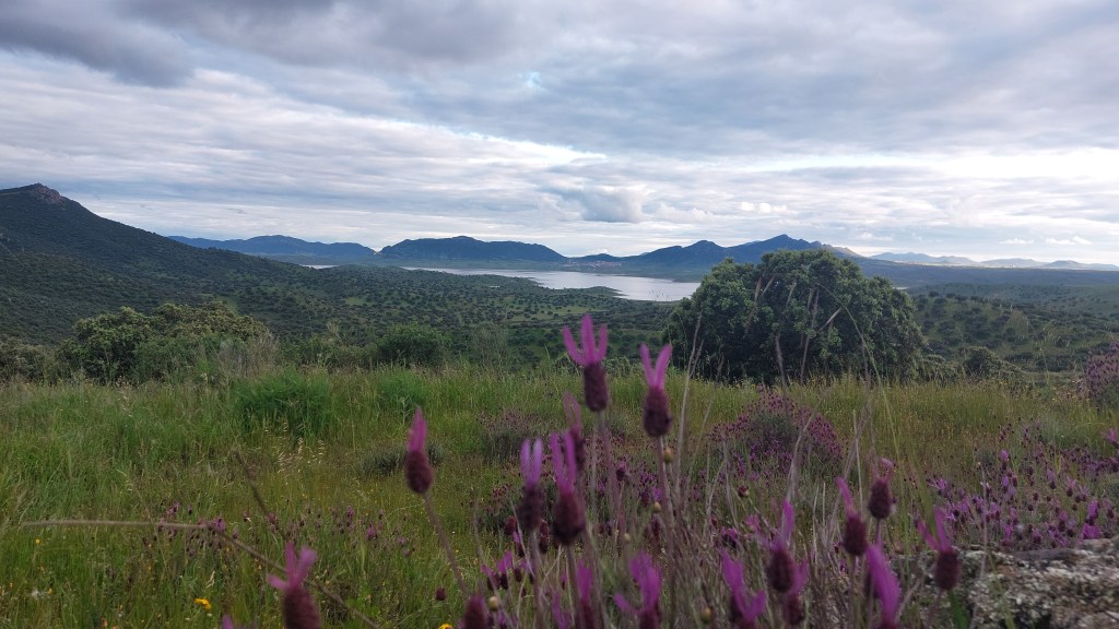 La lavanda y de fondo el agua. paisaje de primavera
