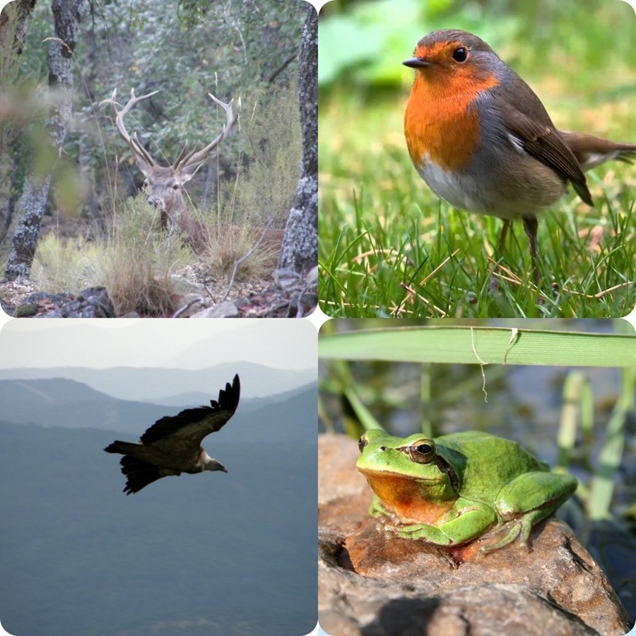 Fauna del Valle de Alcudia y Sierra Madrona