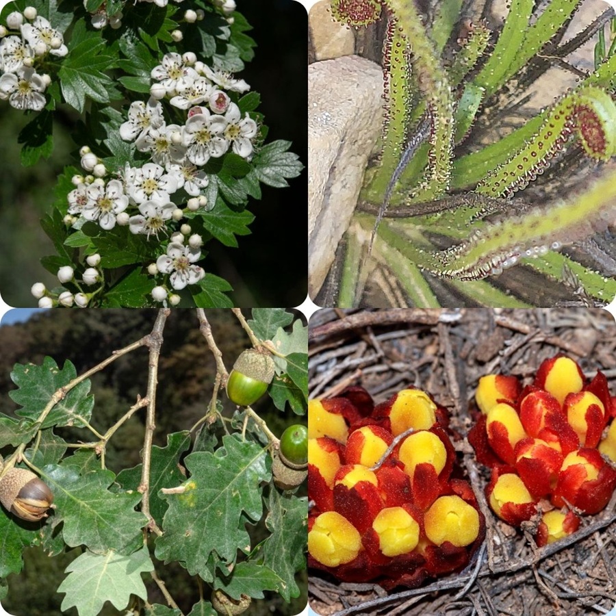 Vegetación del Parque Natural del Valle de Alcudia y Sierra Madrona
